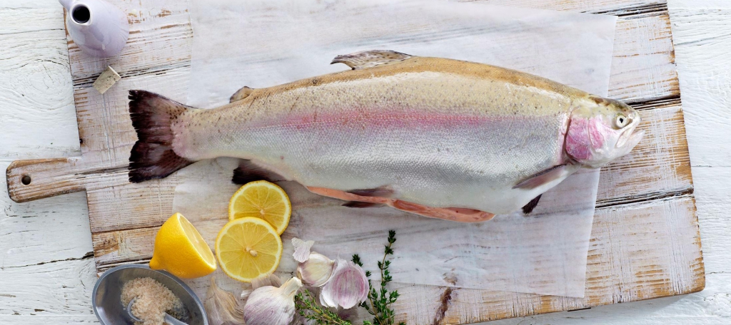 Trout, Tasmanian Ocean Trout