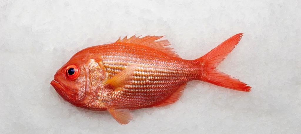 Snapper, New Zealand Red Snapper | Seafoods.com